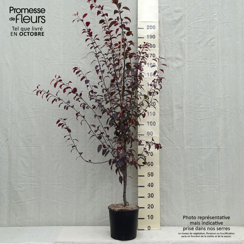 Example of Pommier d'ornement - Malus Coccinella Courtarou Pot de 7,5L/10L as you get in automne