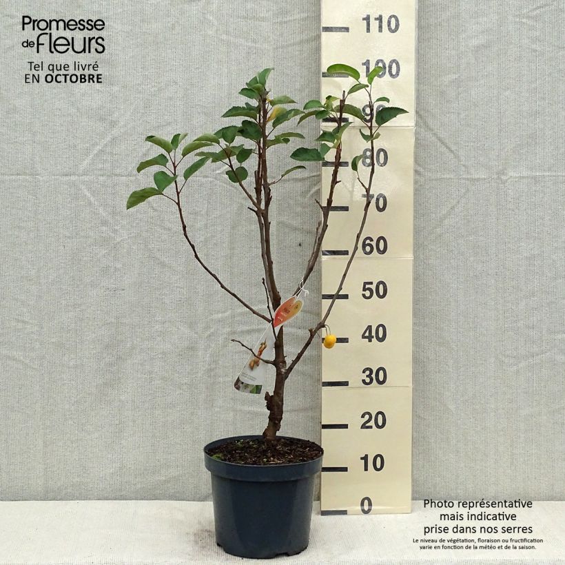 Example of Pommier d'ornement - Malus Golden Hornet Pot de 6L/7L as you get in automne