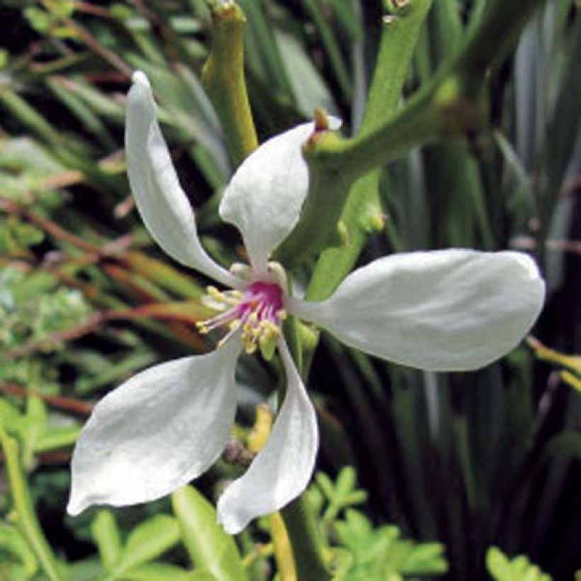 Poncirus trifoliata - Citronnier épineux (Flowering)