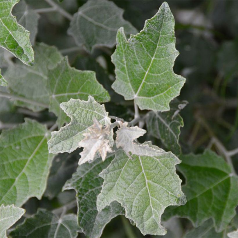 Peuplier argenté - Populus alba Nivea (Foliage)