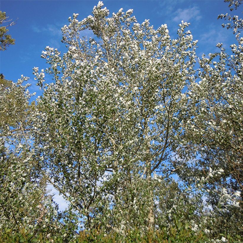 Peuplier argenté - Populus alba Nivea (Plant habit)