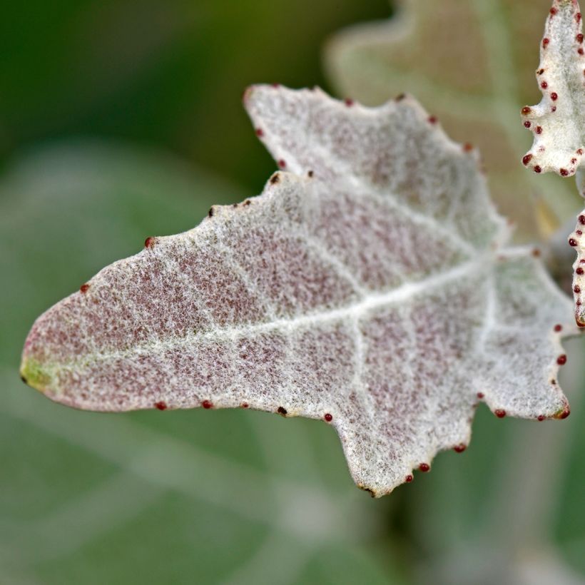 Populus alba - Peuplier blanc, de Hollande (Foliage)