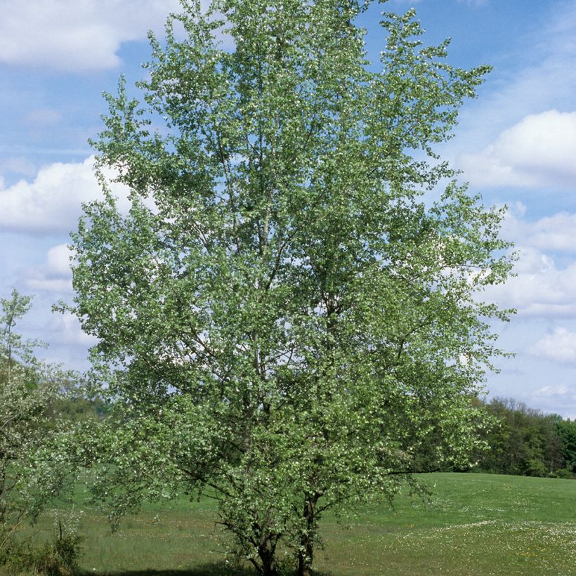 Populus alba - Peuplier blanc, de Hollande (Plant habit)