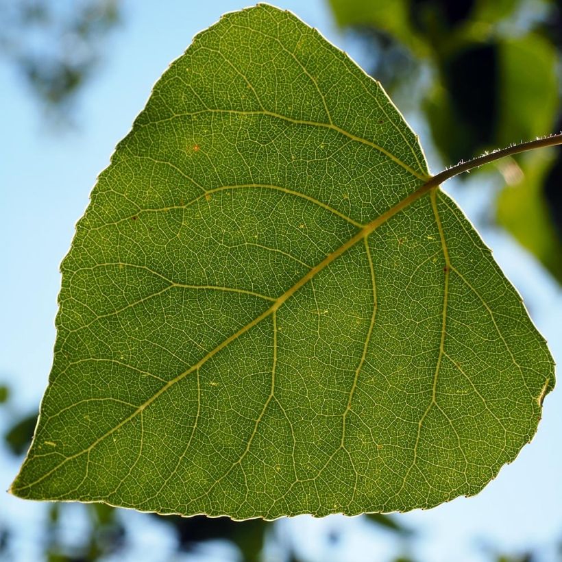 Peuplier d'Italie - Populus nigra Italica (Foliage)