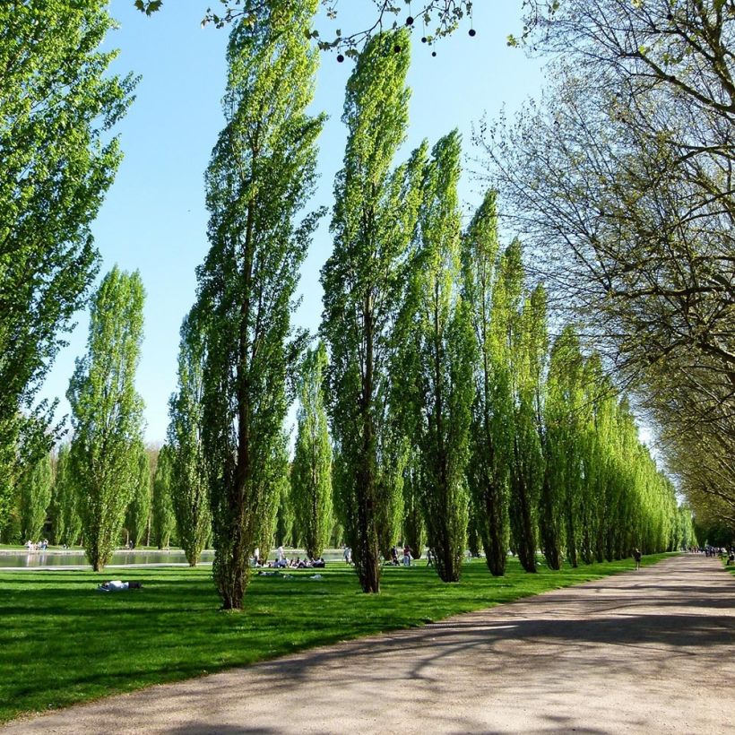 Peuplier d'Italie - Populus nigra Italica (Plant habit)