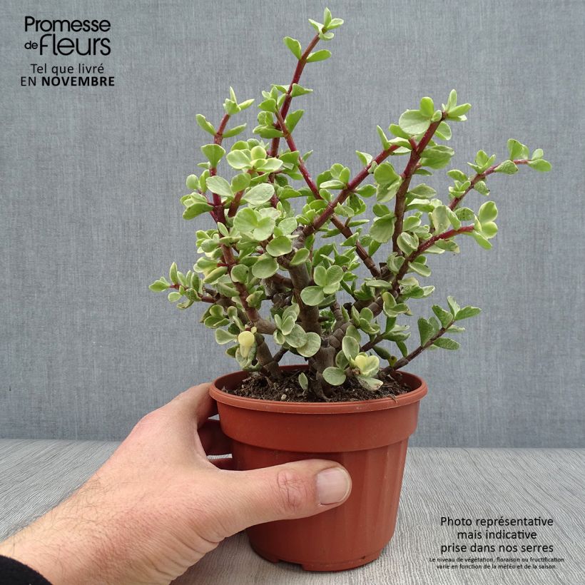 Example of Portulacaria afra Variegata Pot de 12 cm / 13 cm as you get in automne