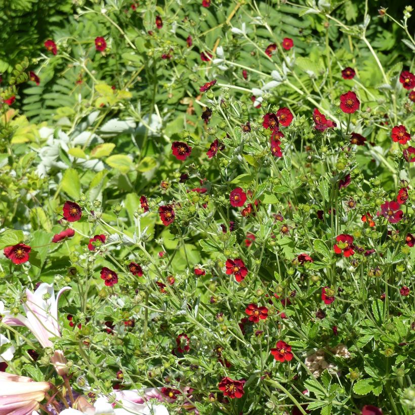 Potentille sanguine - Potentilla atrosanguinea (Plant habit)