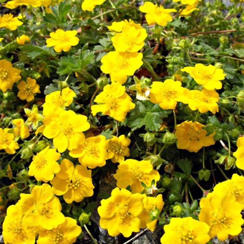 Potentilla aurea - Potentille dorée (Flowering)