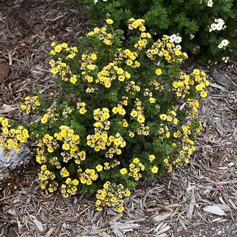 Potentilla fruticosa Citrus Tart- Potentille arbustive (Plant habit)
