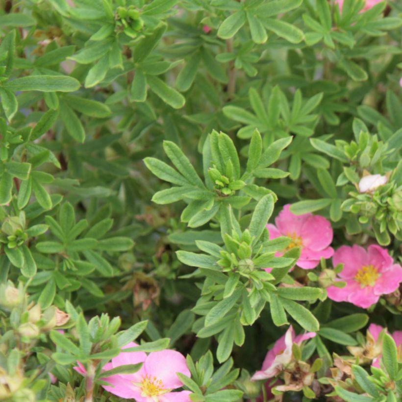 Potentilla fruticosa Lovely Pink- Potentille arbustive (Foliage)