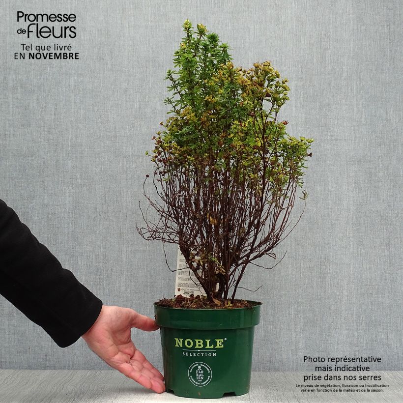 Example of Potentilla fruticosa Mango Tango- Potentille arbustive Pot de 2L/3L as you get in automne