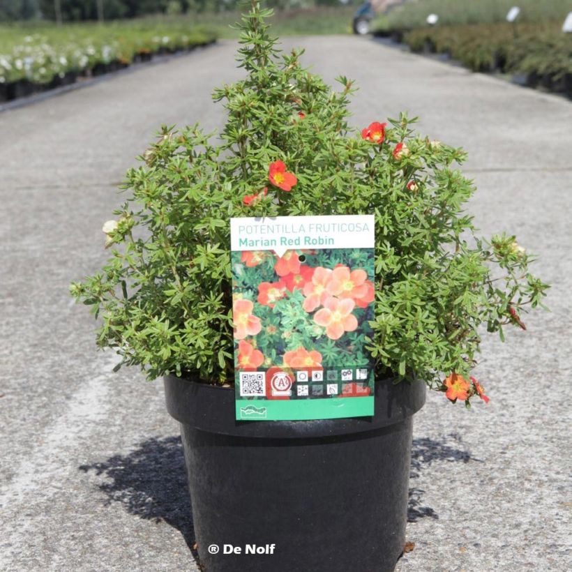 Potentilla fruticosa Marian Red Robin - Potentille arbustive (Plant habit)