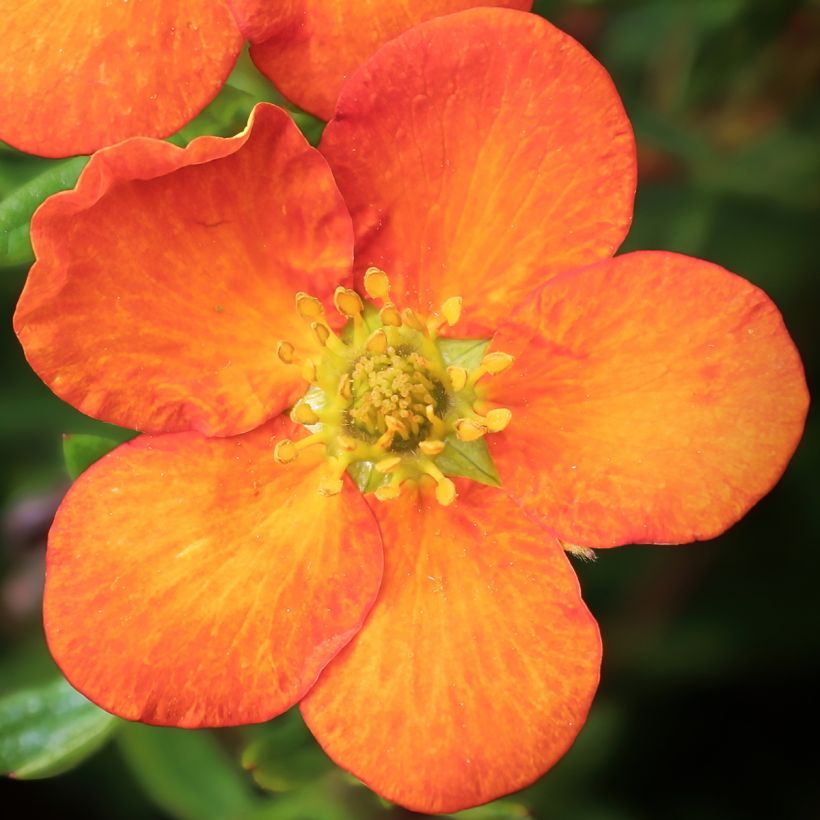 Potentilla fruticosa Orangissima - Potentille arbustive (Flowering)