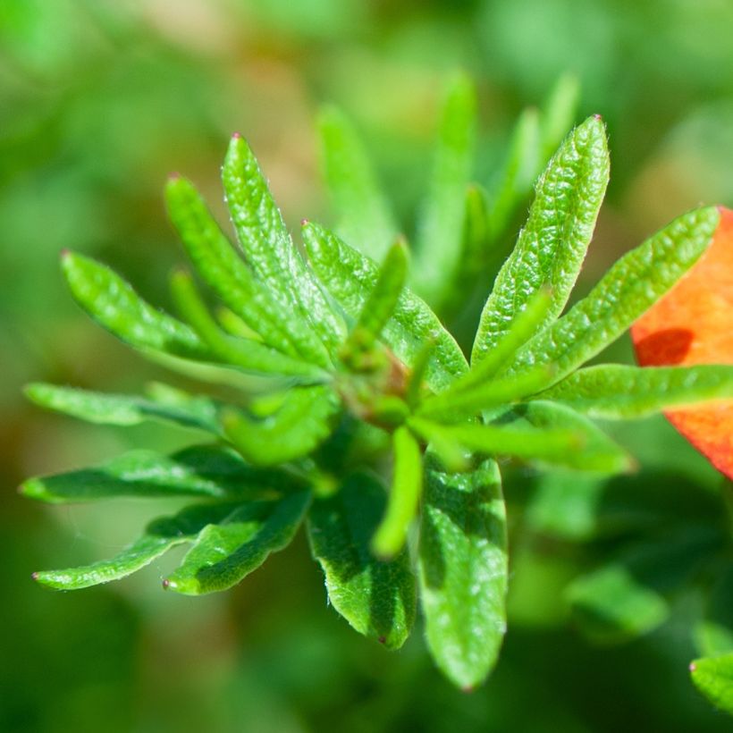 Potentille arbustive - Potentilla fruticosa Red Joker (Foliage)