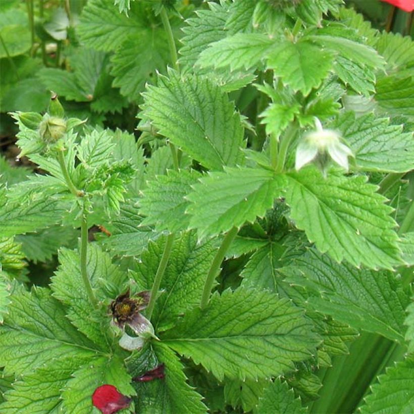 Potentilla hybride Flamenco - Potentille vivace rouge-orangé (Foliage)