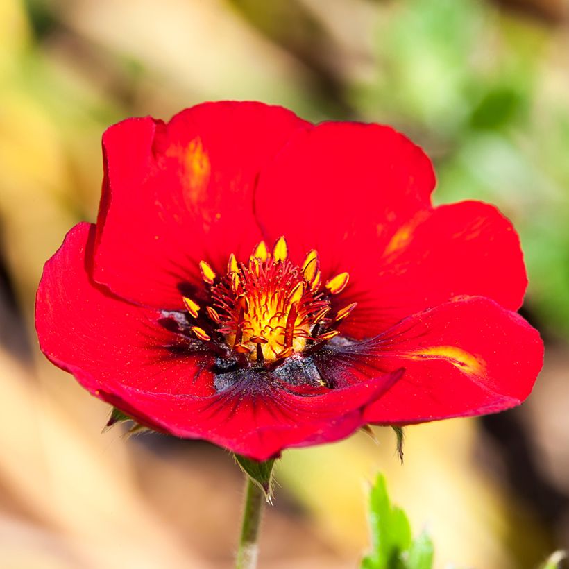 Potentilla hybride Flamenco - Potentille vivace rouge-orangé (Flowering)