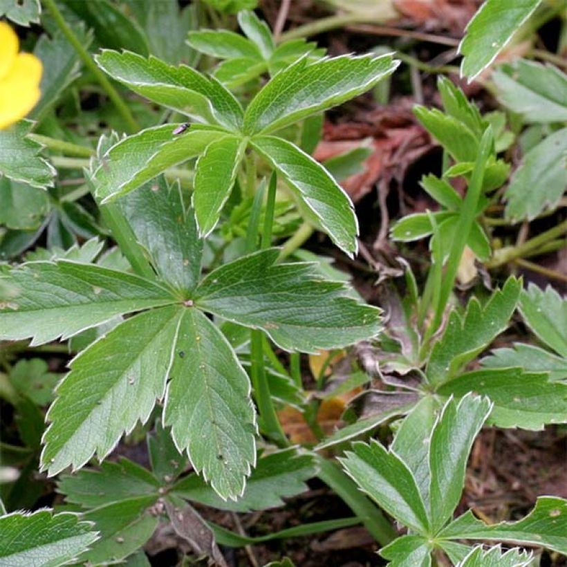 Potentilla hybride Orange - Potentille vivace (Foliage)