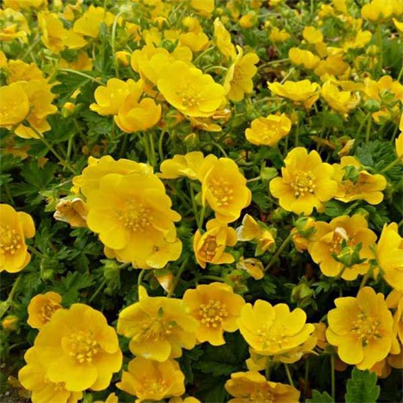 Potentilla hybride Orange - Potentille vivace (Flowering)