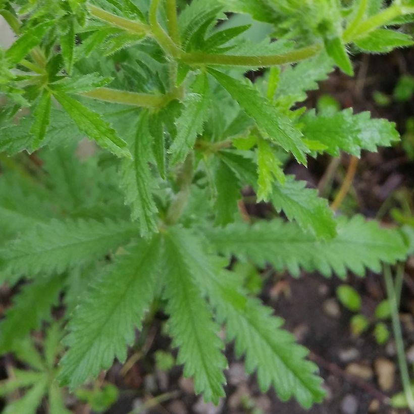 Potentilla recta - Potentille érigée  (Foliage)