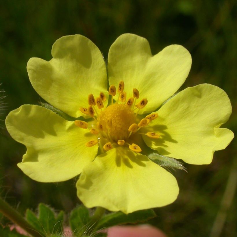 Potentilla recta - Potentille érigée  (Flowering)