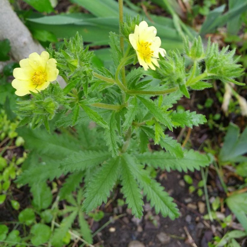 Potentilla recta - Potentille érigée  (Plant habit)