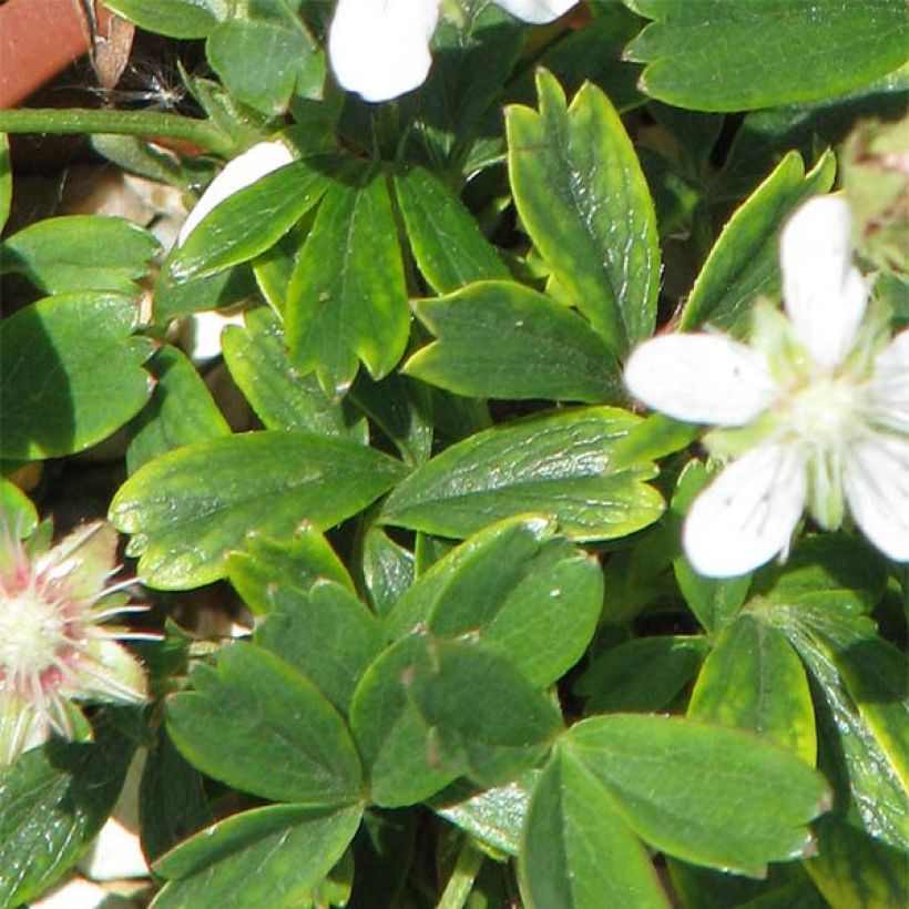 Potentilla tridentata Minima - Potentille vivace (Foliage)