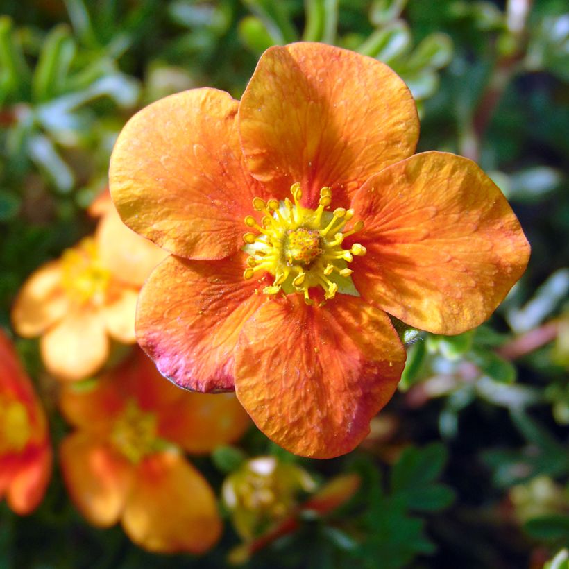 Potentille arbustive Hopley's Orange (Flowering)