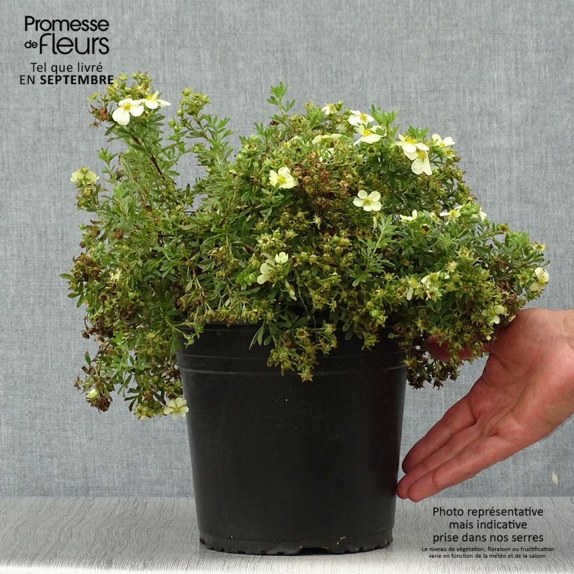 Example of Potentille arbustive - Potentilla fruticosa Creamissima Pot de 4L/5L as you get in automne