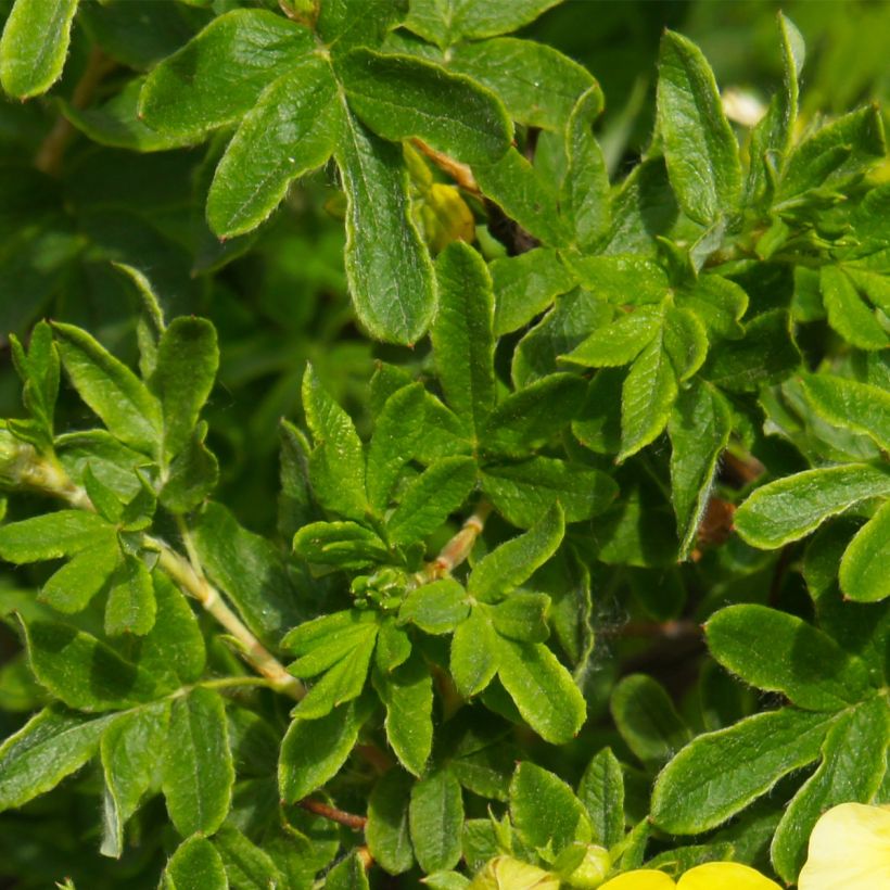 Potentilla fruticosa Sommerflor- Potentille arbustive (Foliage)