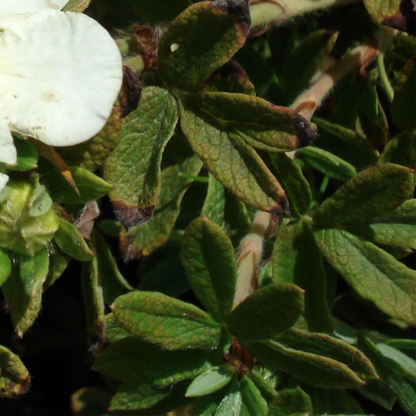 Potentilla fruticosa Tilford Cream- Potentille arbustive (Foliage)