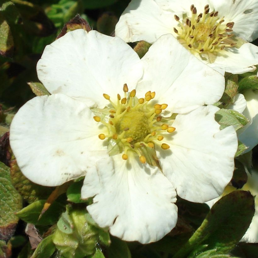 Potentilla fruticosa Tilford Cream- Potentille arbustive (Flowering)