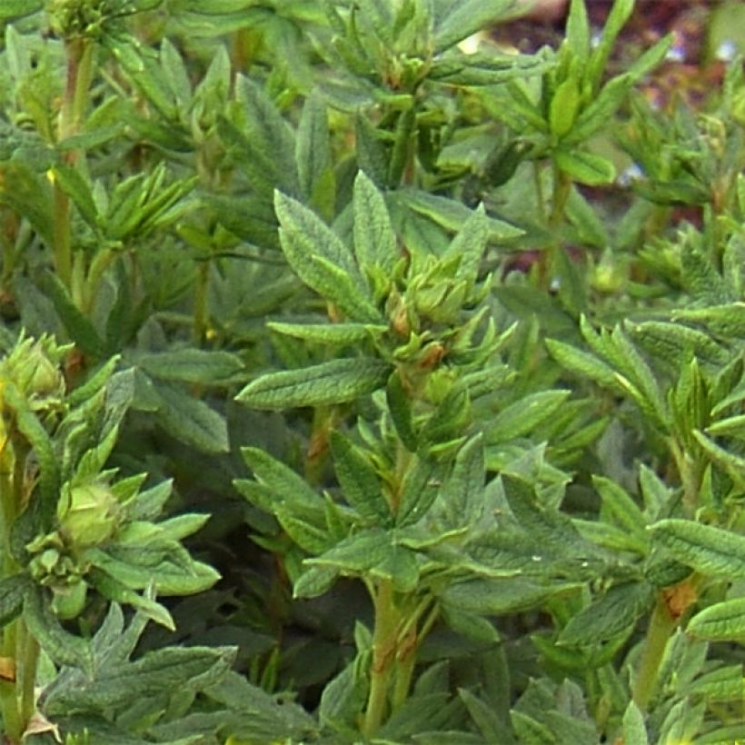Potentille arbustive Red Lady (Foliage)