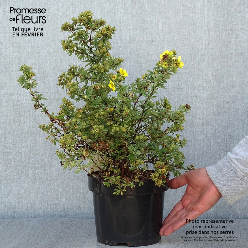 Example of Potentilla fruticosa Sommerflor- Potentille arbustive Pot de 2L/3L as you get in automne