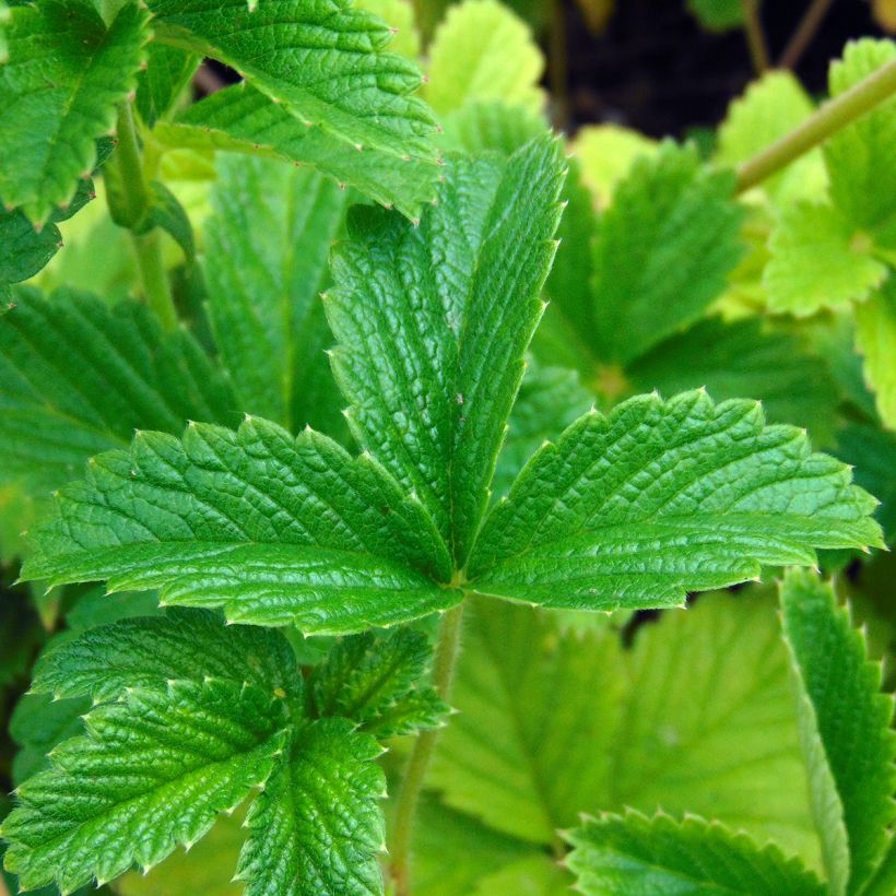 Potentille vivace - Potentilla Gibson s Scarlet (Foliage)