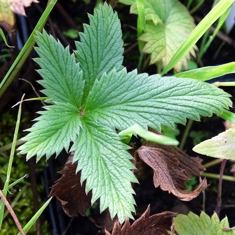 Potentille vivace - Potentilla William Rollisson (Foliage)