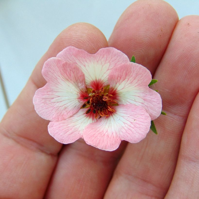 Potentille vivace - Potentilla hopwoodiana (Flowering)
