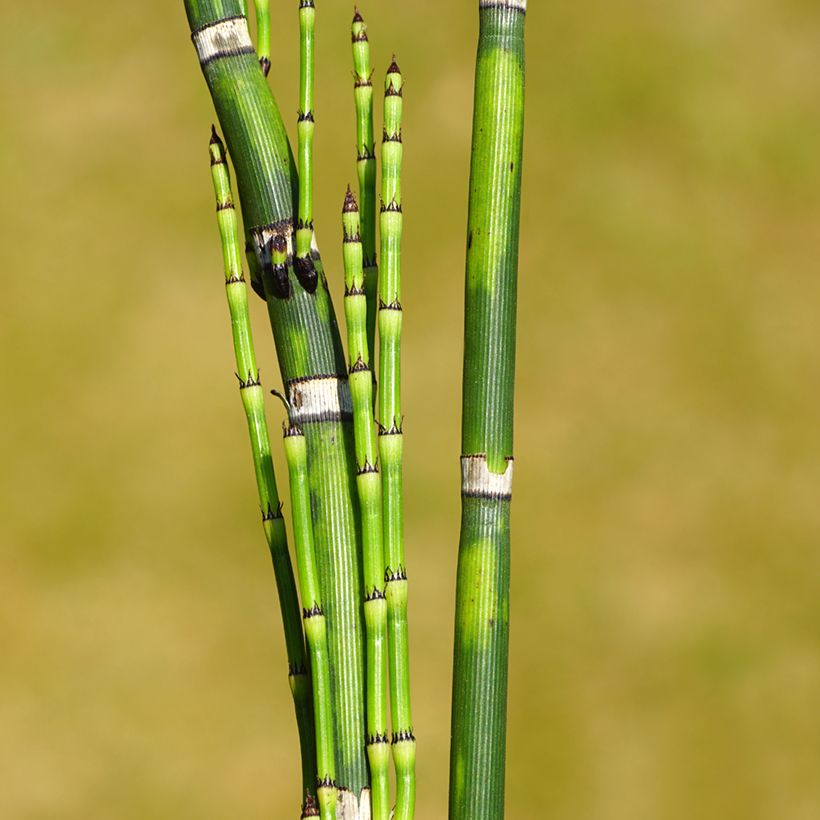 Prêle d'hiver - Equisetum hyemale (japonicum) (Foliage)