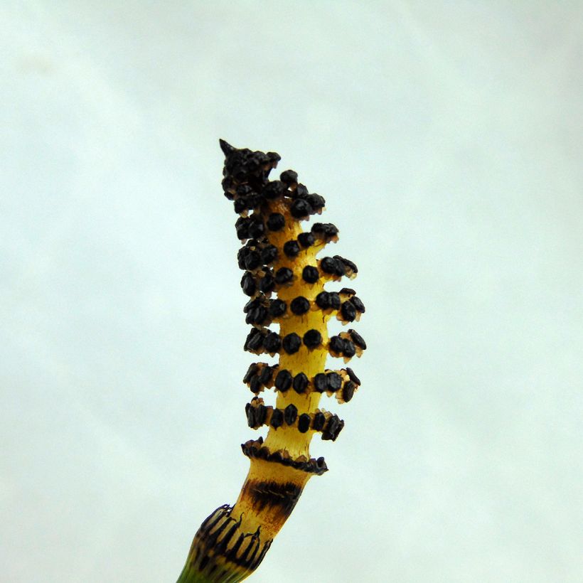 Prêle d'hiver - Equisetum hyemale (japonicum) (Flowering)