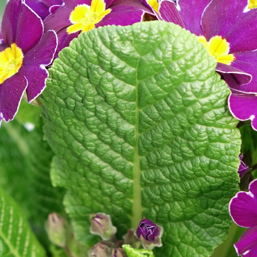 Primevère - Primula elatior Veristar Late Twinkle Violet (Foliage)