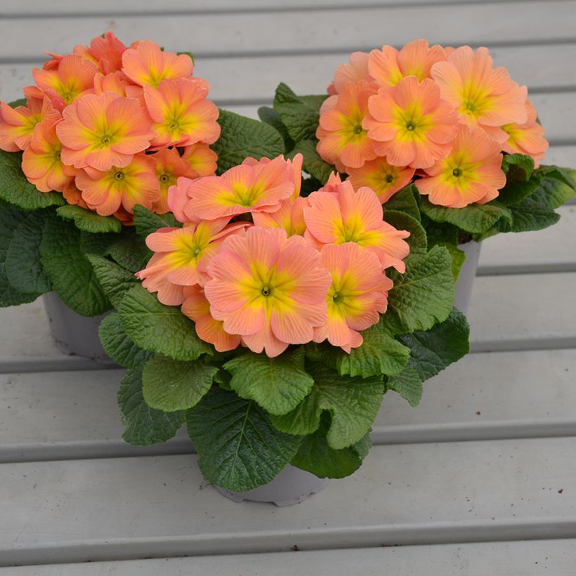 Primevère Mango - Primula (Plant habit)