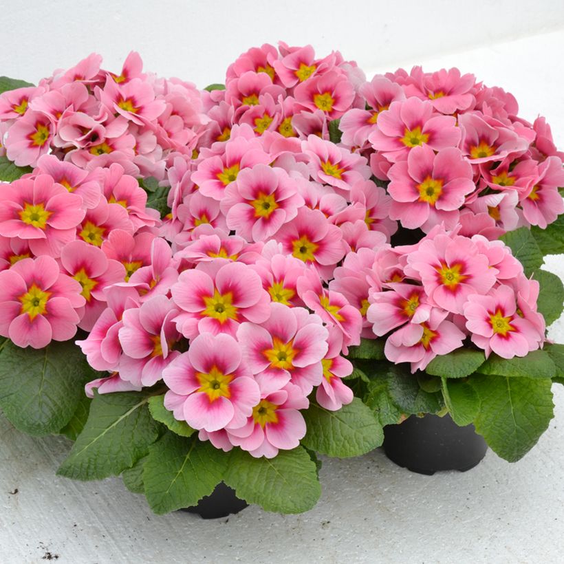 Primevère Ringostar Cherryblossom - Primula acaulis (Plant habit)