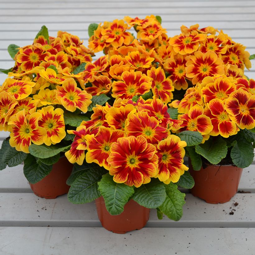 Primevère Starfire - Primula (Plant habit)