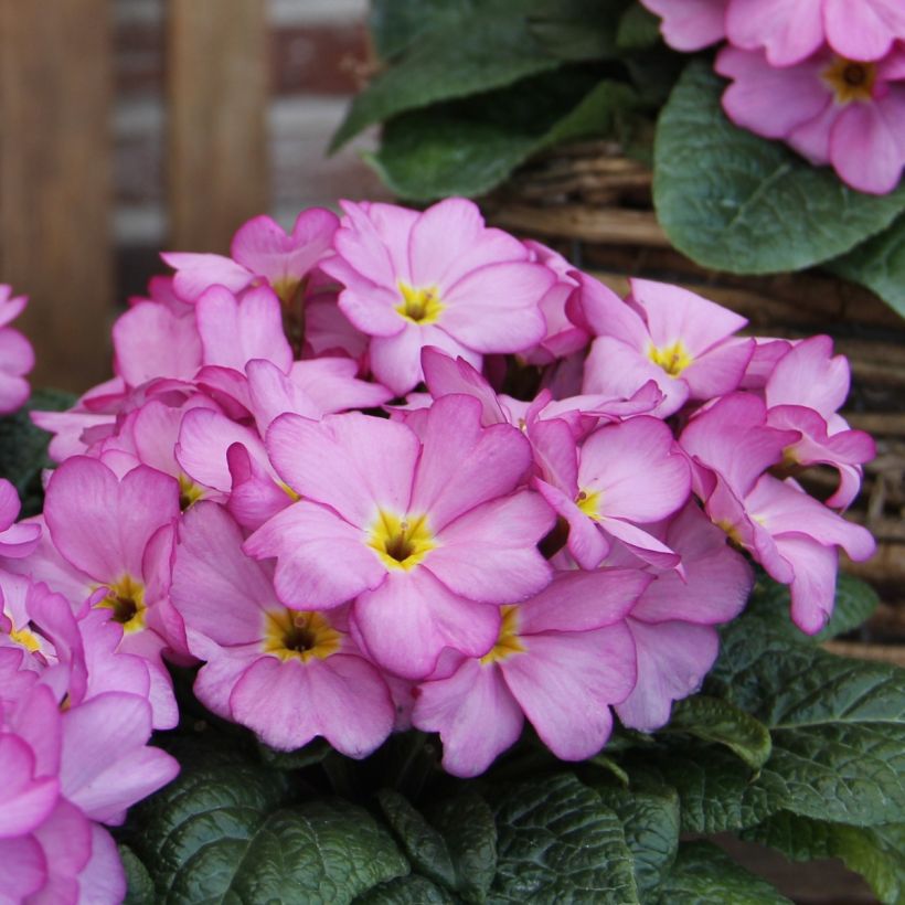 Primevère Woodland Rose - Primula acaulis (Flowering)
