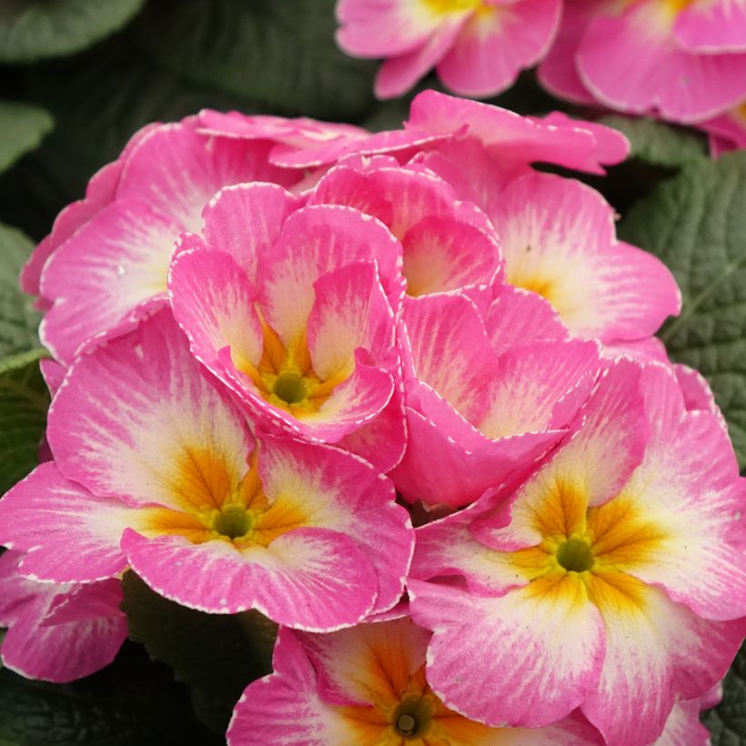 Primevère - Primula acaulis Lipstick (Flowering)