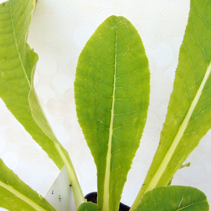 Primevère - Primula denticulata Cashmeriana (Foliage)