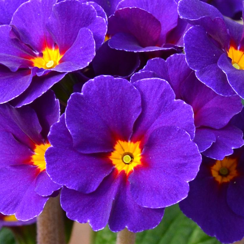 Primevère - Primula elatior Veristar Late Blue (Flowering)