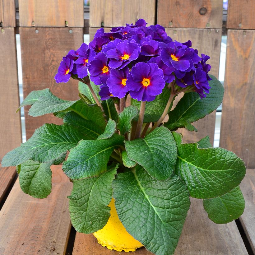 Primevère - Primula elatior Veristar Late Blue (Plant habit)