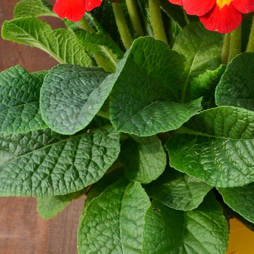 Primevère - Primula elatior Veristar Late Red (Foliage)