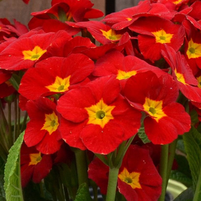 Primevère - Primula elatior Veristar Late Red (Flowering)
