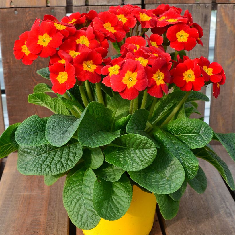 Primevère - Primula elatior Veristar Late Red (Plant habit)